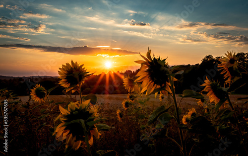 sunset in sunflower field