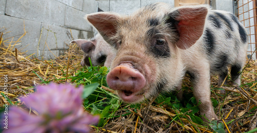 cute little kune kune pigs eating fresh grass