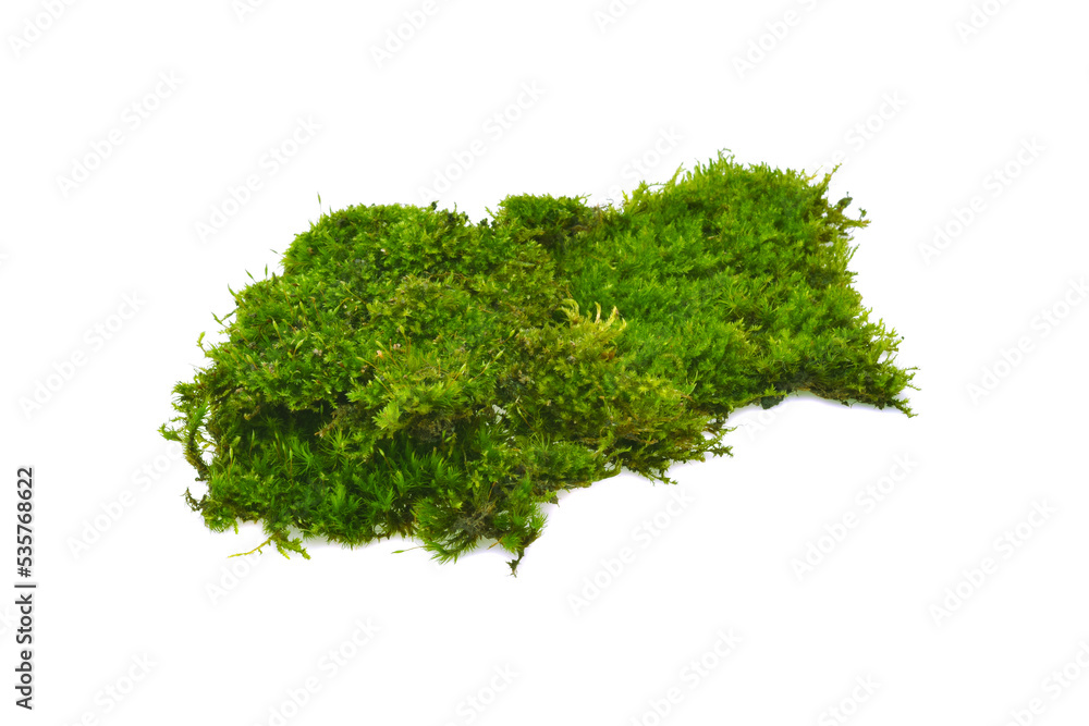 Green moss with grass isolated on white background Green moss with grass isolated on white background