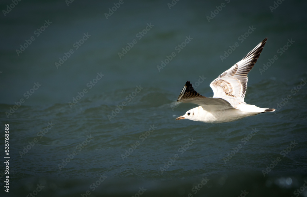 Fototapeta premium seagull in flight