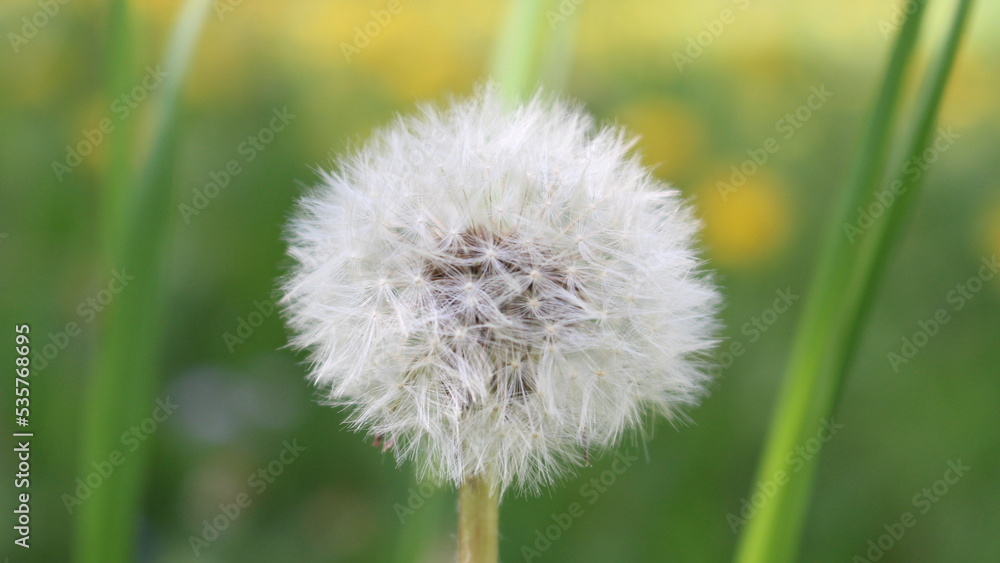 Fototapeta premium Pusteblume