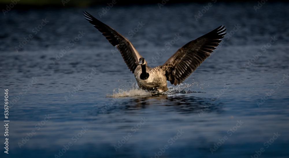 goose in flight goose in flight