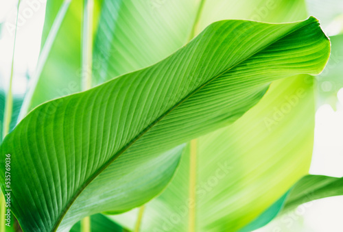 green tropic leaf jungle