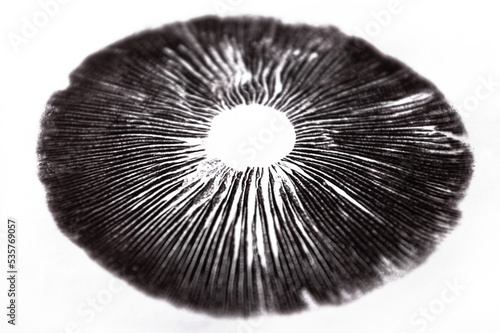 Mushroom Spore Print