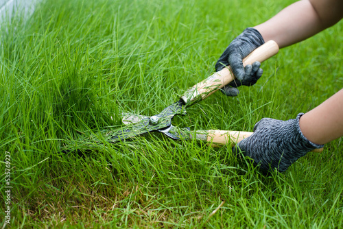 Hand gardener woman is cutting grass with a shears