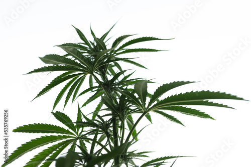 marijuana cultivation  hemp and cannabis farm
