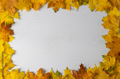 Border frame of bright autumn maple leaves on white background