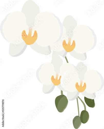 minimal flat style white Phalaenopsis orchid flower bouquet