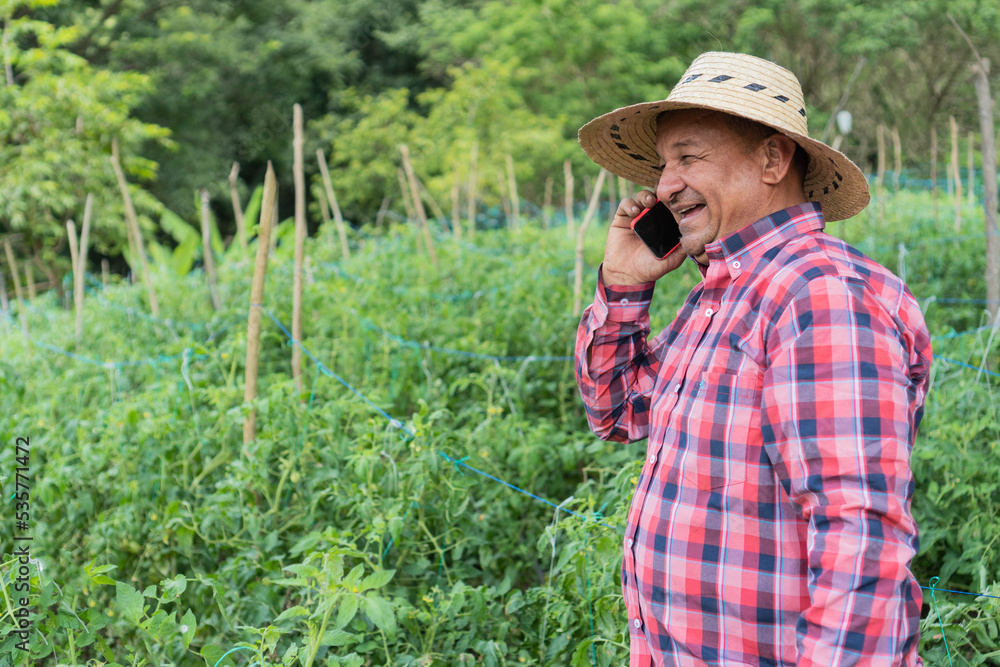 Man talking on cell phone while working in tomato field