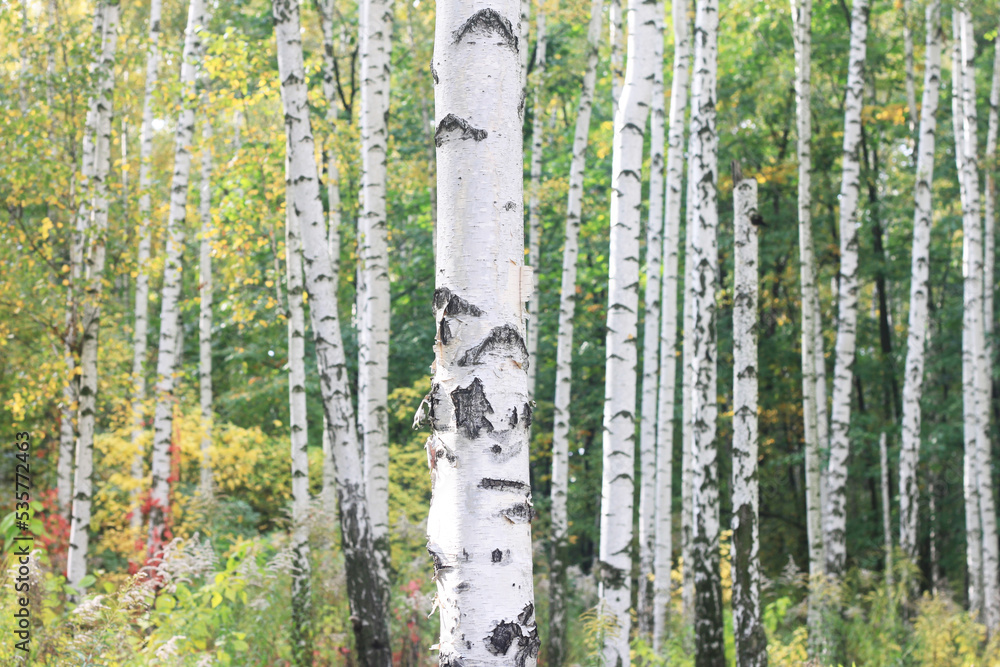 Fototapeta premium Beautiful birch trees in autumn