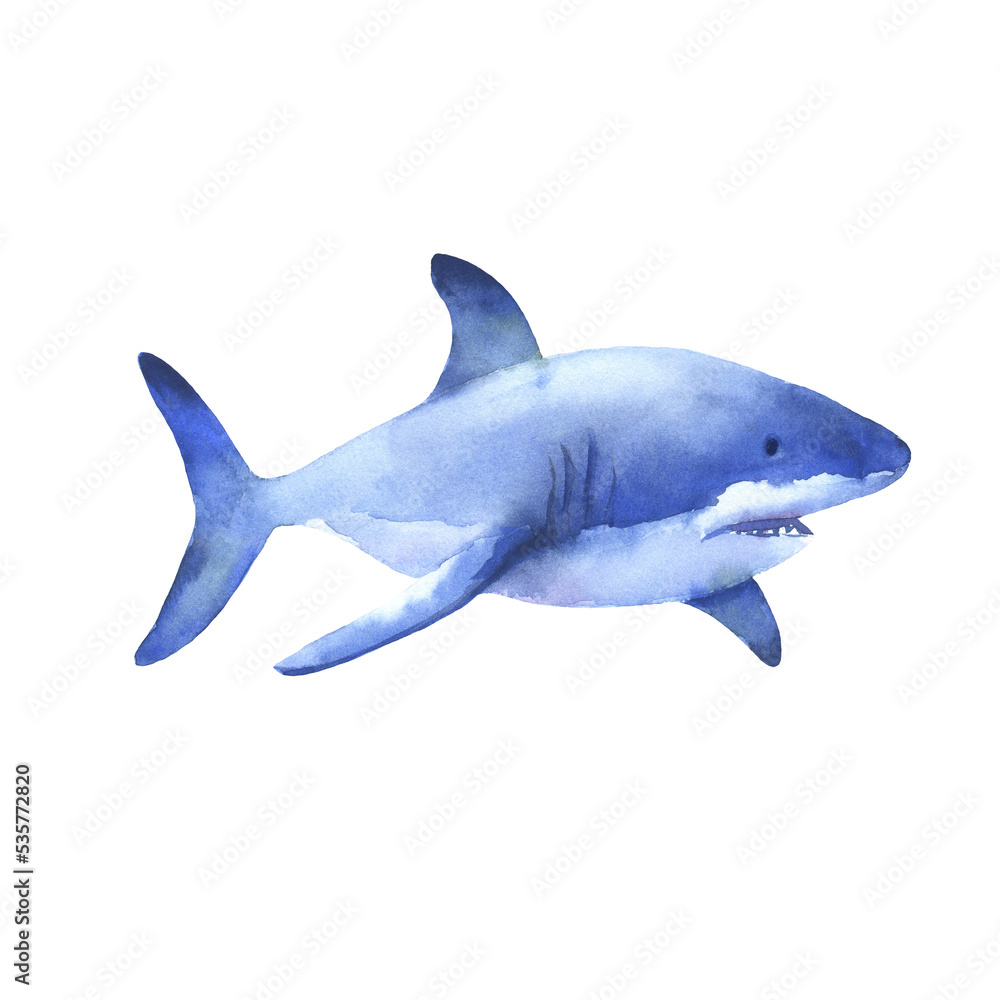 Fototapeta premium Great white shark watercolor illustration. Underwater creature isolated on white. Hand drawn sea animal