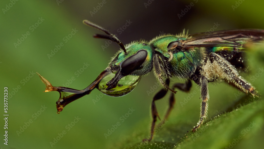 A green fly drinking water perched on a green leaf A green fly drinking water perched on a green leaf