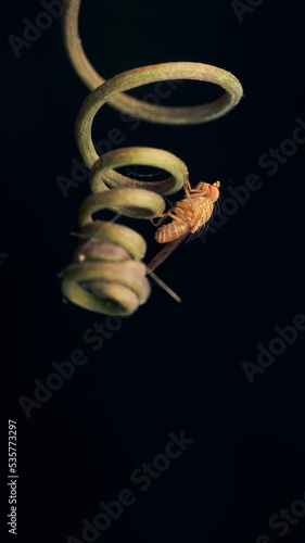 fly perched on a green spiral branch photo