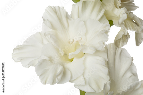 Delicate white gladiolus flower on a white background.