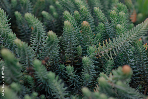 Green pine plants - macrophotography