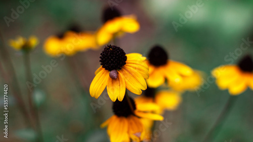 Summer yellow flowers - macrophotography