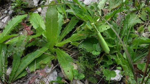 Wallpaper Mural European Mantis in natural environment, female (Mantis religiosa) - (4K) Torontodigital.ca