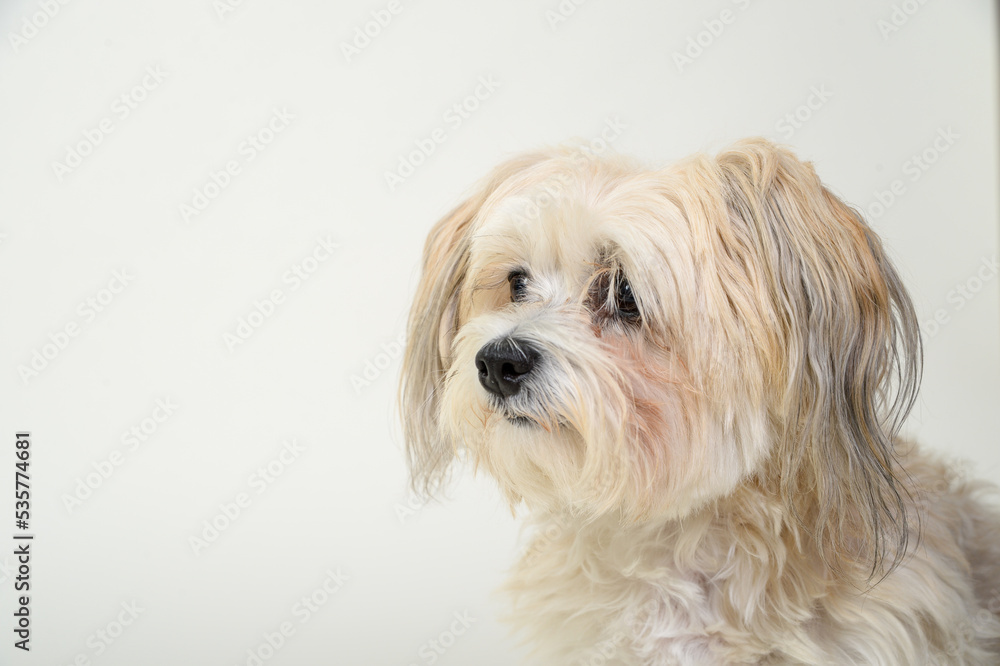 Rassehund hund hunderasse weiß langes fell klein malteser Rassehund hund hunderasse weiß langes fell klein malteser