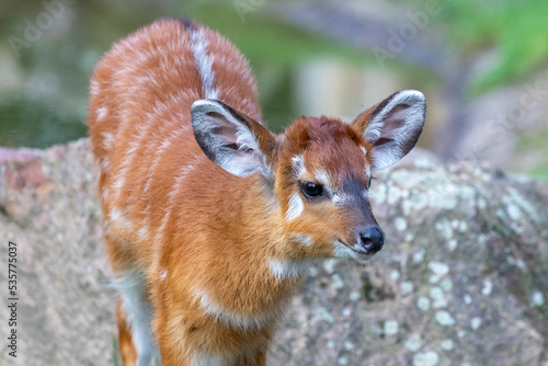 Foto Sitatunga Junges im Portrait