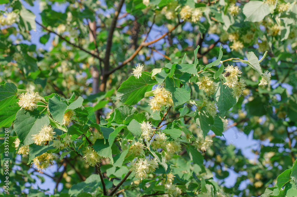 Blooming linden tree. Leaves and flowers of linden tree, selective focus