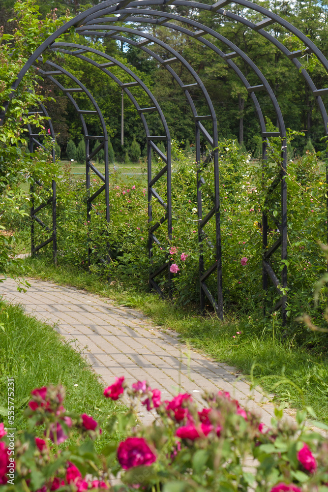 Fototapeta premium Green alley of purple roses on a sunny day
