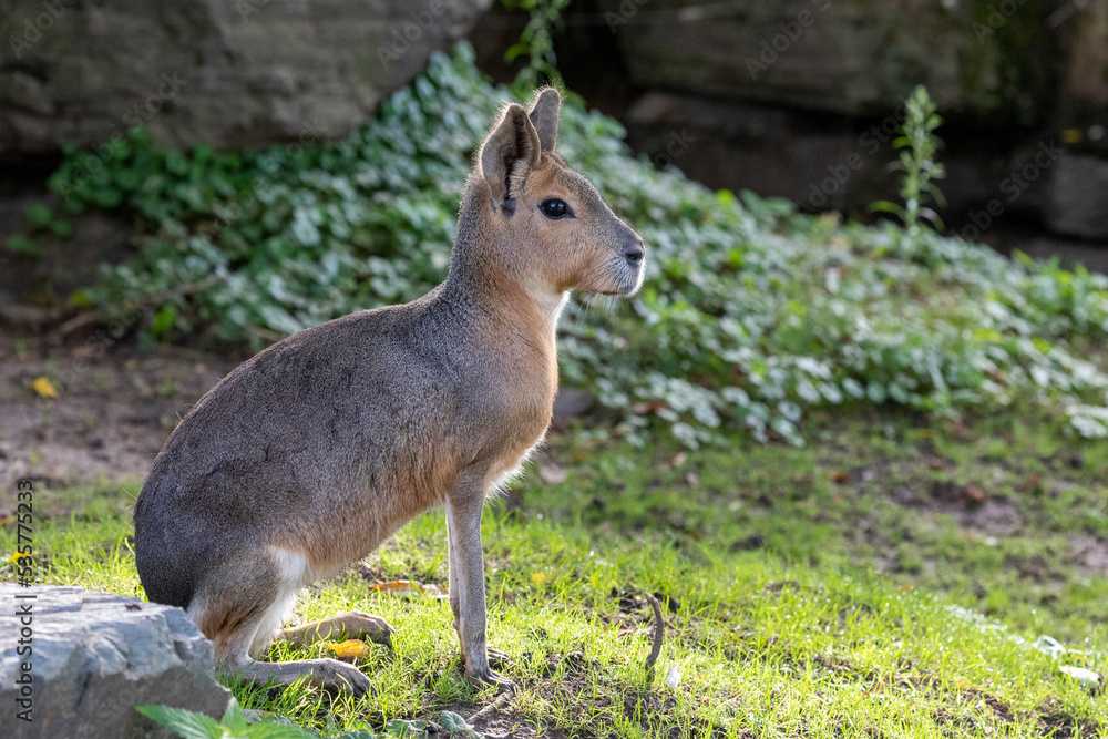 Obraz premium Grosser Pampashase Portrait