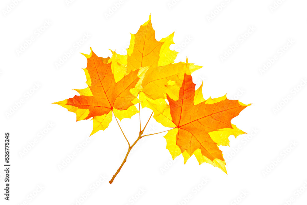 Bright colorful autumn leaves. nature Bright colorful autumn leaves. nature