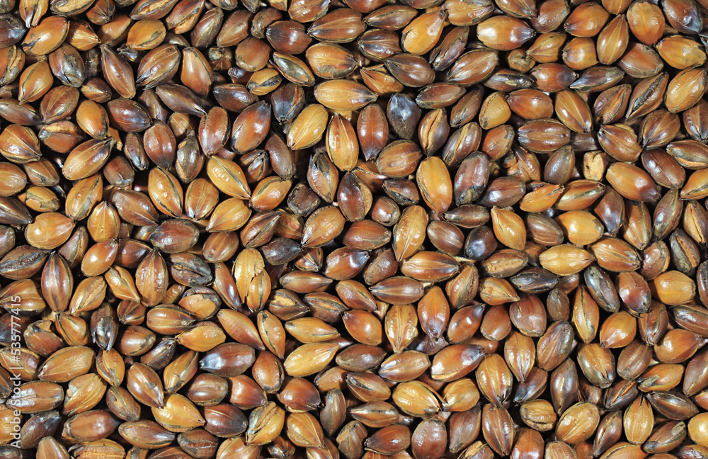 custom made wallpaper toronto digitalHeap of Roasted Barley Kernel for Brewing Barley Tea or Mugicha