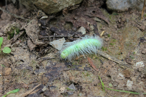 Wallpaper Mural a small green caterpillar shaggy hairy crawling on the ground Torontodigital.ca
