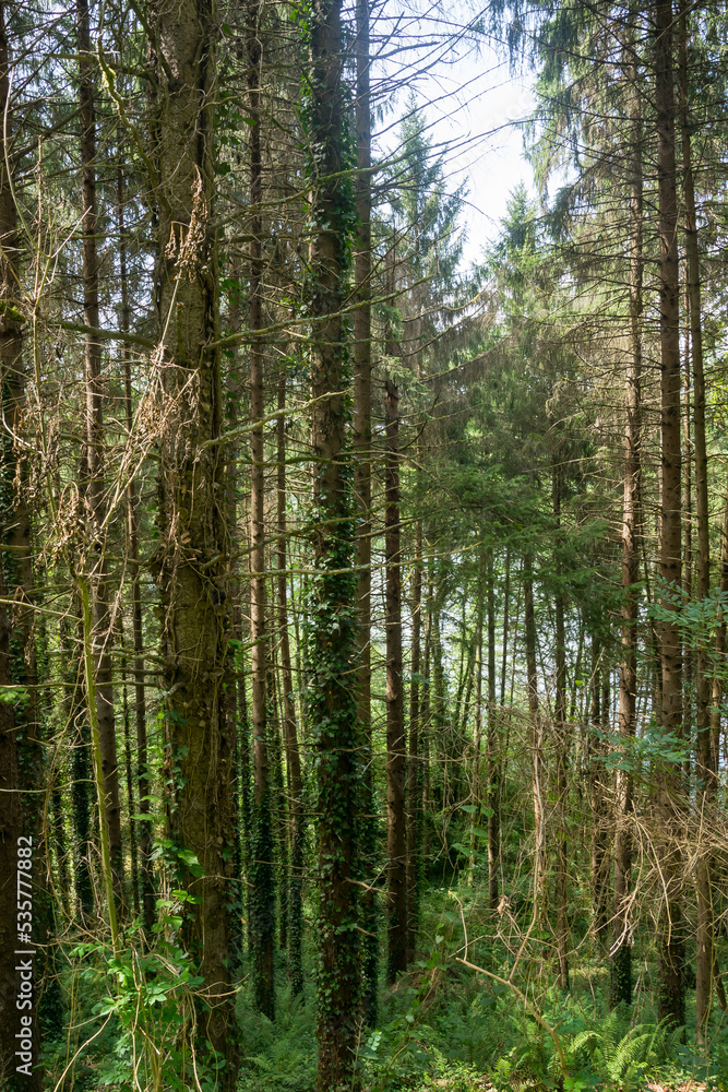 View of the forest andlandscape Hautes-Pyrenees, France.