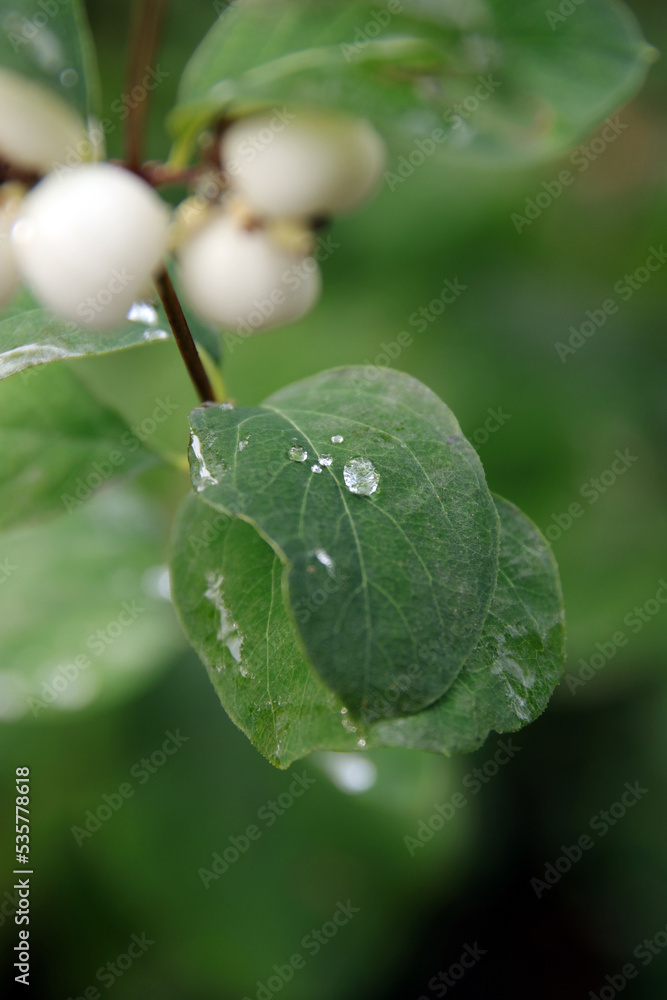 regentropfen auf einem blatt der gewöhnlichen schneebeere regentropfen auf einem blatt der gewöhnlichen schneebeere