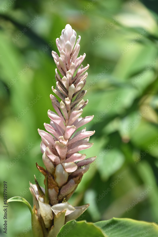 Pale Pink Spike Flowers in the Tropics Pale Pink Spike Flowers in the Tropics