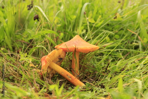 Orangefarbene Pilze in einer Wiese. 
Orange, Pilz, Mushroom, Wald, Gras, Wiesen, Pilzkunde, Speisepilze, Zauberpilze, Pilzarten, giftig photo