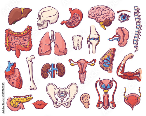 Humans and animals internal organs. Collection of body parts on a medical theme for posters, leaflets, books, stickers. Human organ anatomy set. Vector hand drawn style illustration.