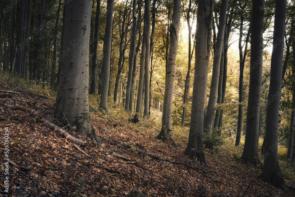 natural woods landscape in autumn