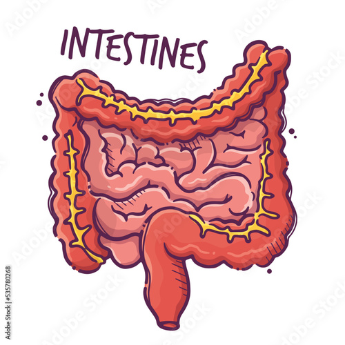 Intestines. Humans and animals internal organs. Medical theme for posters, leaflets, books, stickers. Human organ anatomy. Vector hand drawn style illustration. photo