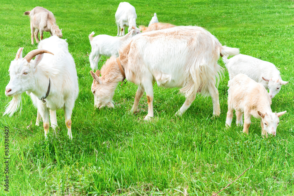 Obraz premium White little goat with kid on green grass field