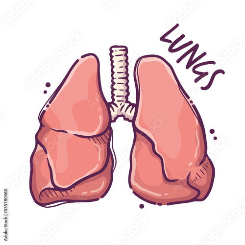 Lungs. Humans and animals internal organs. Medical theme for posters, leaflets, books, stickers. Human organ anatomy. Vector hand drawn style illustration. photo