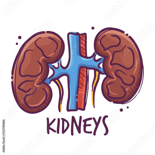 Kidneys. Humans and animals internal organs. Medical theme for posters, leaflets, books, stickers. Human organ anatomy. Vector hand drawn style illustration.