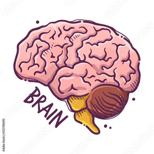 Brain. Humans and animals internal organs. Medical theme for posters, leaflets, books, stickers. Human organ anatomy. Vector hand drawn style illustration.