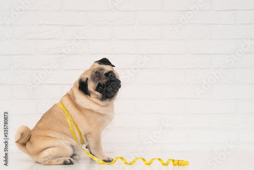 A cute fat pug sits wrapped in a yellow measuring tape near a white brick wall. The concept of diet and the fight against obesity in dogs. copy space