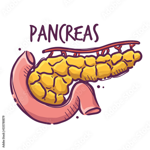 Pancreas. Humans and animals internal organs. Medical theme for posters, leaflets, books, stickers. Human organ anatomy. Vector hand drawn style illustration.