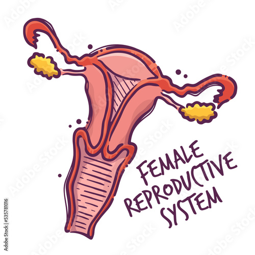 Female reproductive system. Humans and animals internal organs. Medical theme for posters, leaflets, books, stickers. Human organ anatomy. Vector hand drawn style illustration.