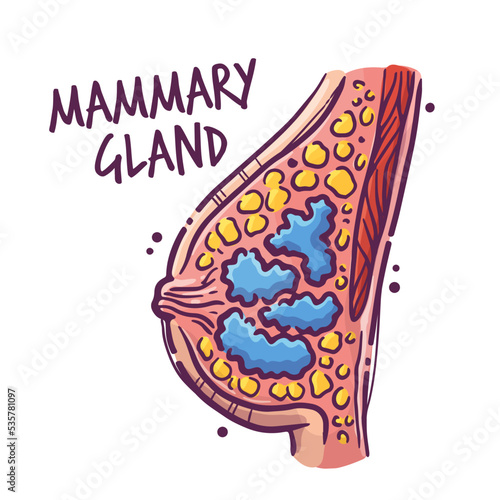 Mammary gland. Humans and animals internal organs. Medical theme for posters, leaflets, books, stickers. Human organ anatomy. Vector hand drawn style illustration.