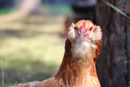 Araucana chicken. Domestic chicken breeds. Rural scene of village life.
 photo