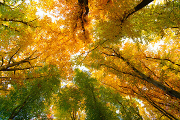 autumnal nature of autumn forest. forest nature in autumn season. seasonal nature in autumn forest