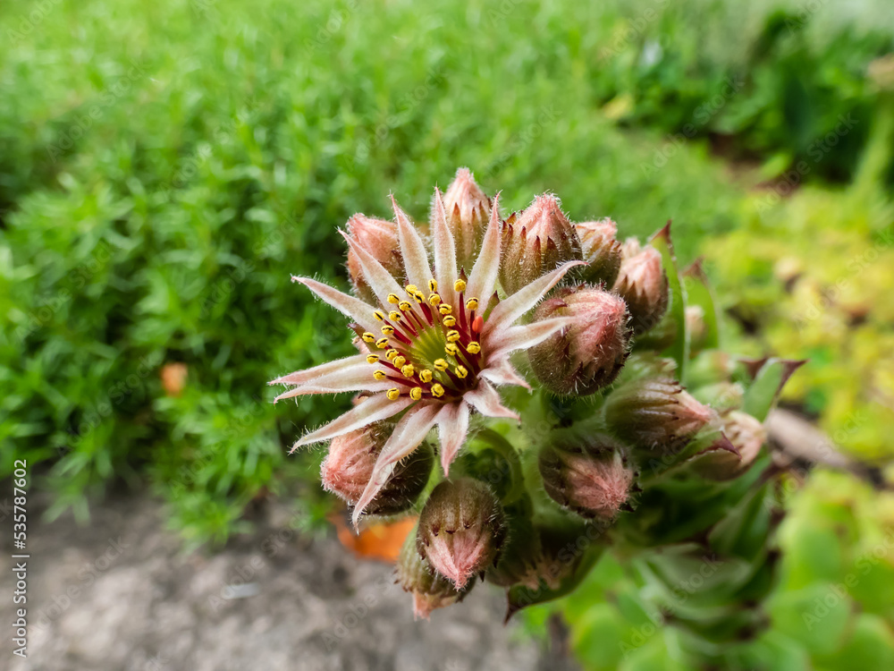 Macro shot of the Sempervivum species flowering with star shaped, pink and yellow flower with many petals Macro shot of the Sempervivum species flowering with star shaped, pink and yellow flower with many petals