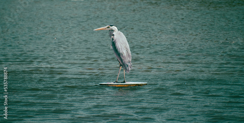 Perching Heron