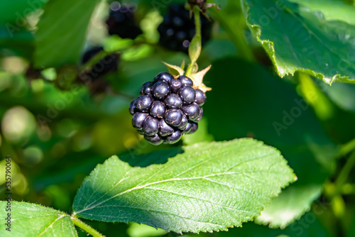 Photography on theme beautiful berry branch blackberry bush