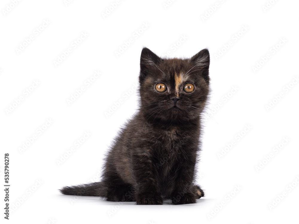 Very tiny curious little tortie British Shorthair cat kitten, sitting up facing front. Looking straight towards camera. Isolated on a white background.